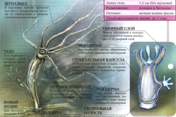 Кракен зон