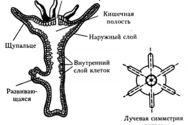 Можно вывести деньги с кракена